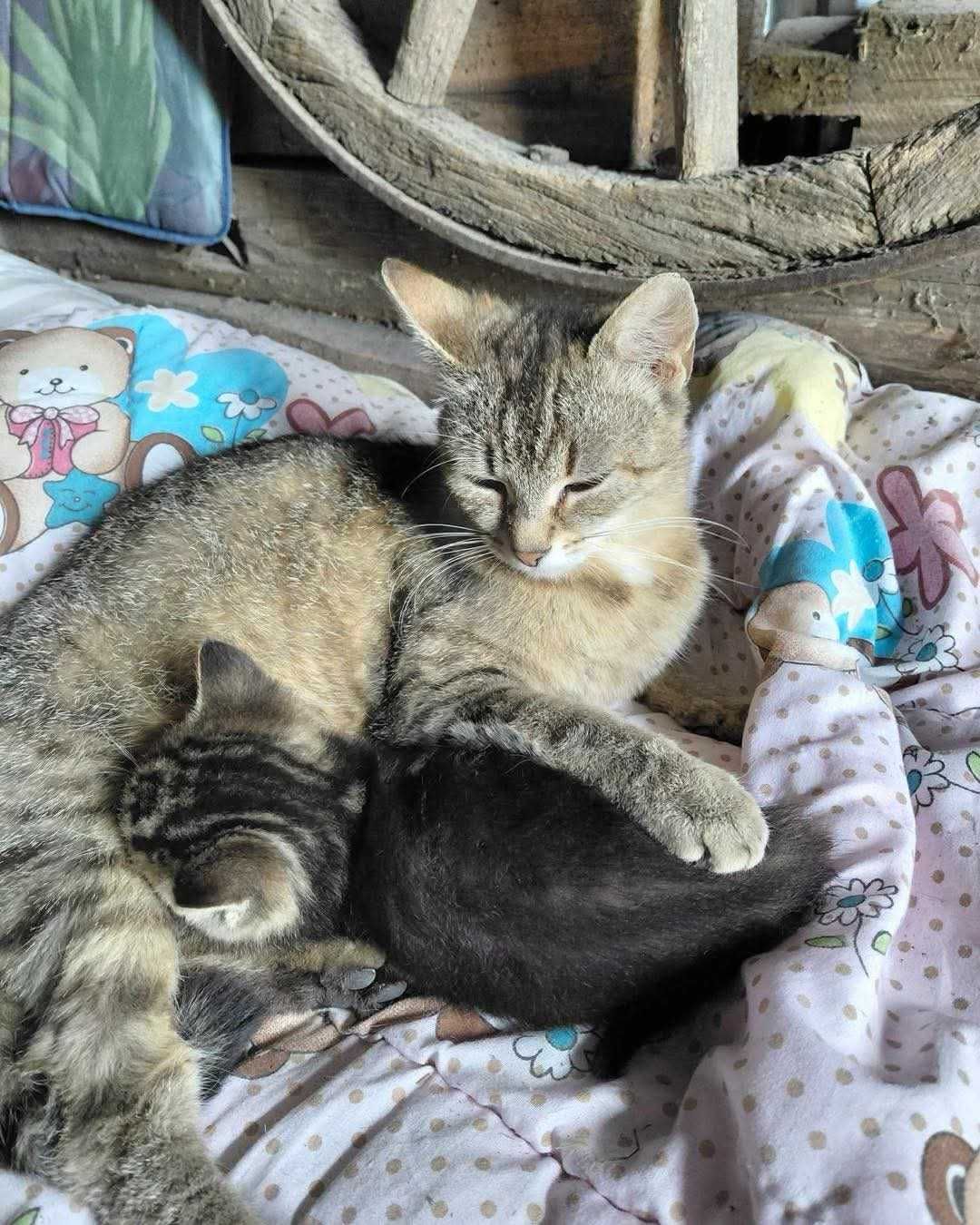 Kotki małe do adopcji.