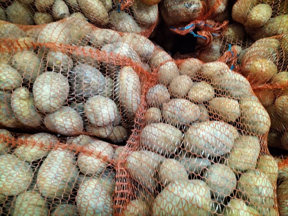 Ziemniaki sadzeniaki Soraya