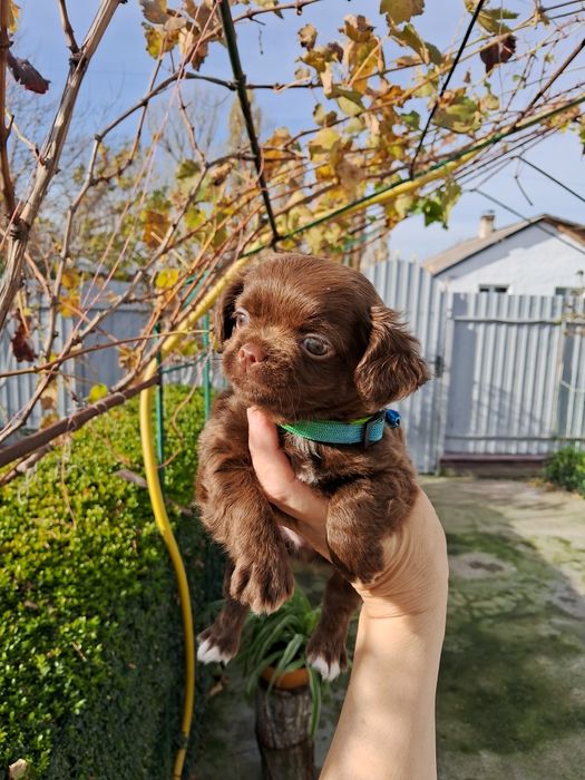 Хлопчик довгошерстний.