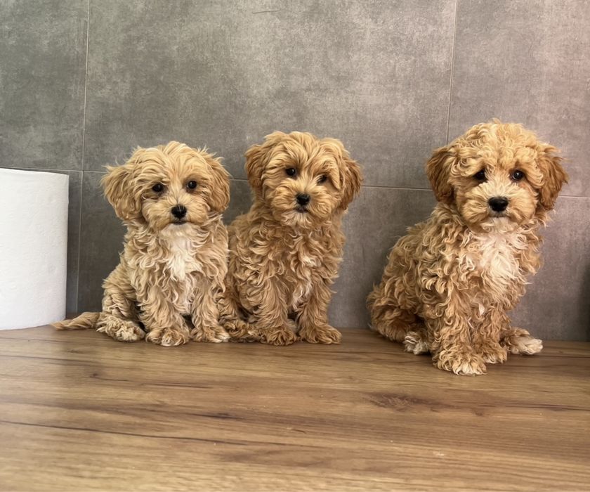 Maltipoo F1 Wyjatkowe z Rodowodem