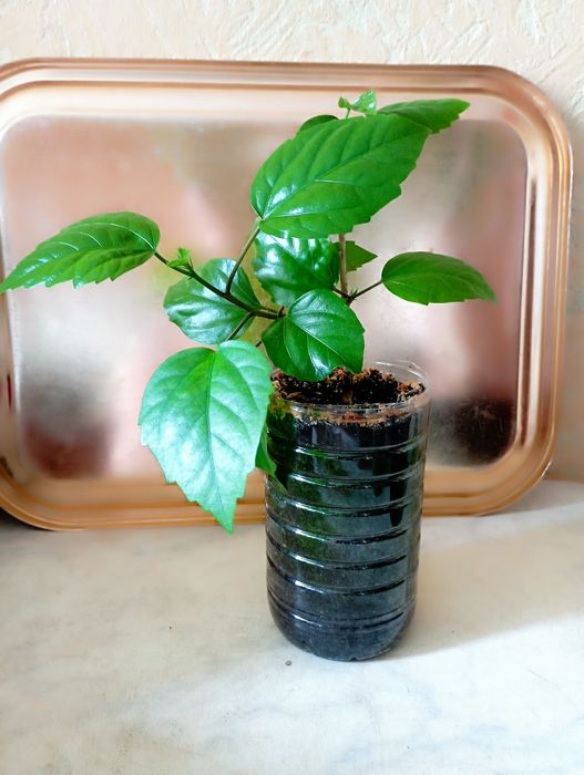 Хавортія, грошове дерево,  кактус, фікус, гібіскус,  молочай,