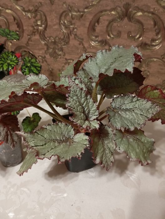 Дорослі   бегоніі