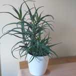Aloes roślina zielona w doniczce