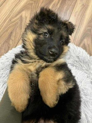 Owczarek Niemiecki Długowłosy.Rodowód czteropokoleniowy. Busko-Zdrój