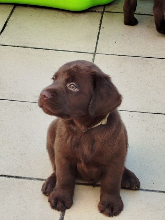Szczeniak piesek labrador retriever rodowodowy FCI