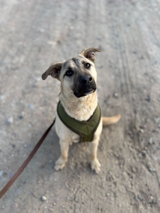 Mambo do adopcji - pies który przyleciał do Polski z wysp Karaibskich