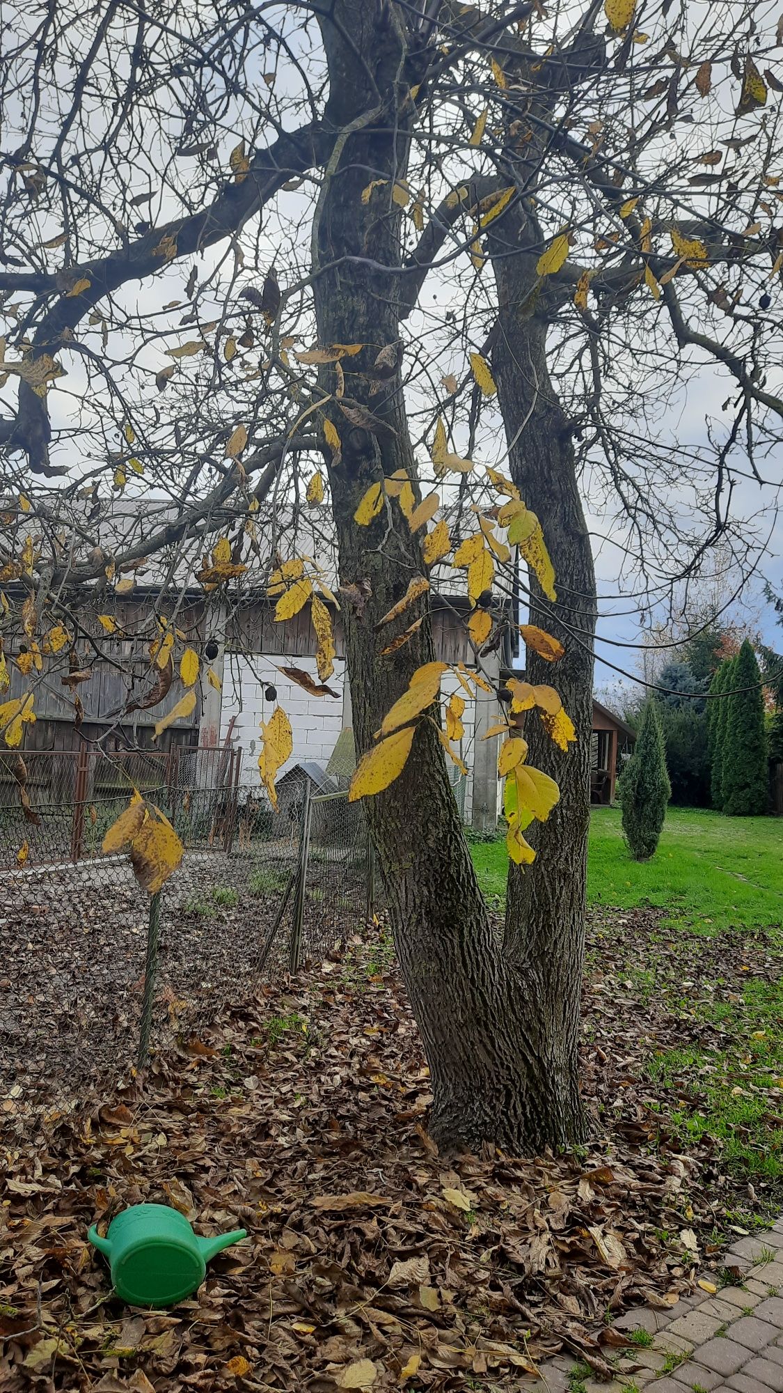 Orzech wloski do sprzedania  w całości