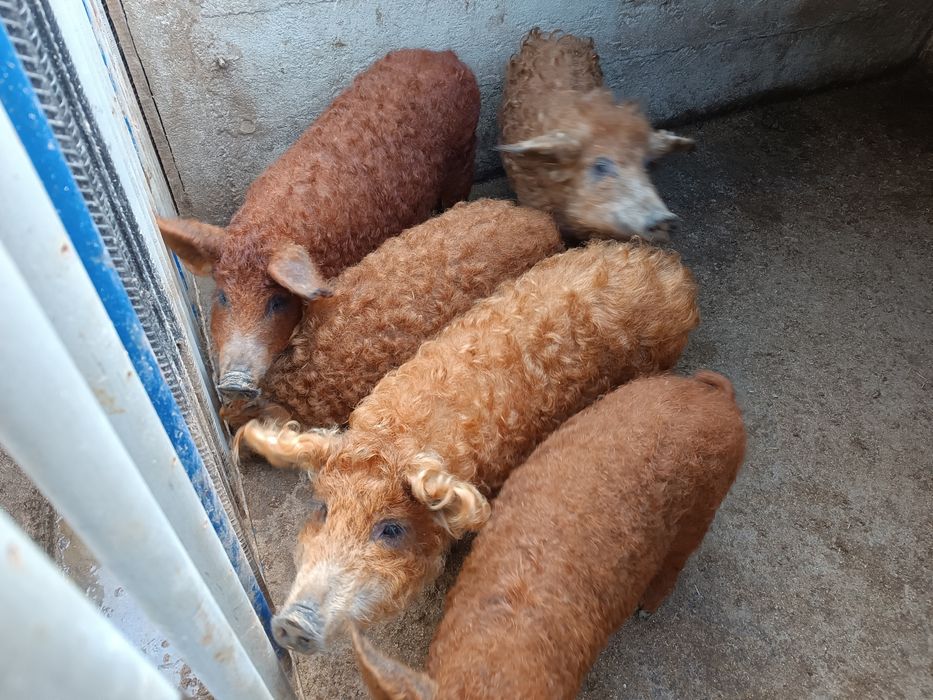 Поросята мангалиця