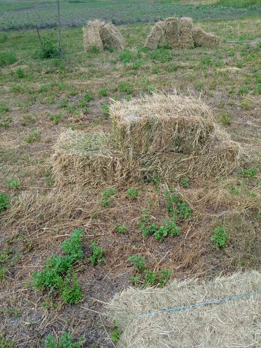 Сіно тюковане сезону 2025