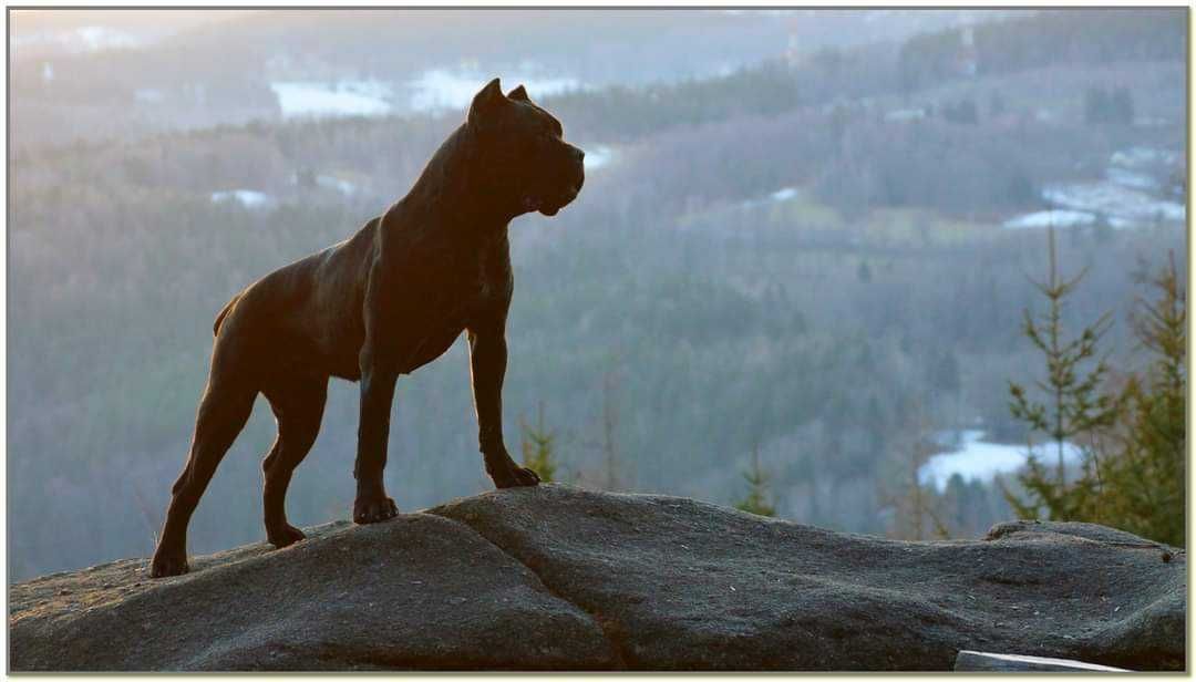 Cane Corso Pies z czołowej hodowli IN VERTO CORSO ZKwP/ FCI