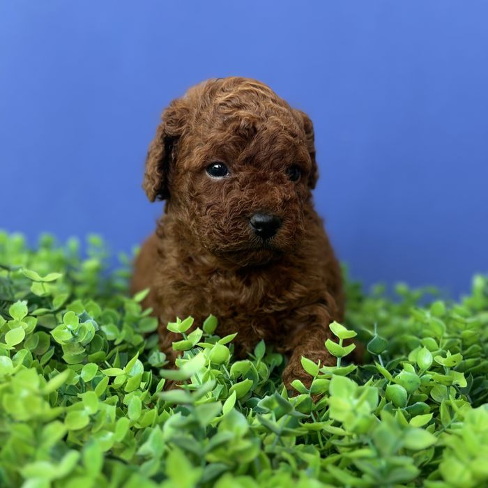 шикарний хлопчик у забарвленні RED BRAUN