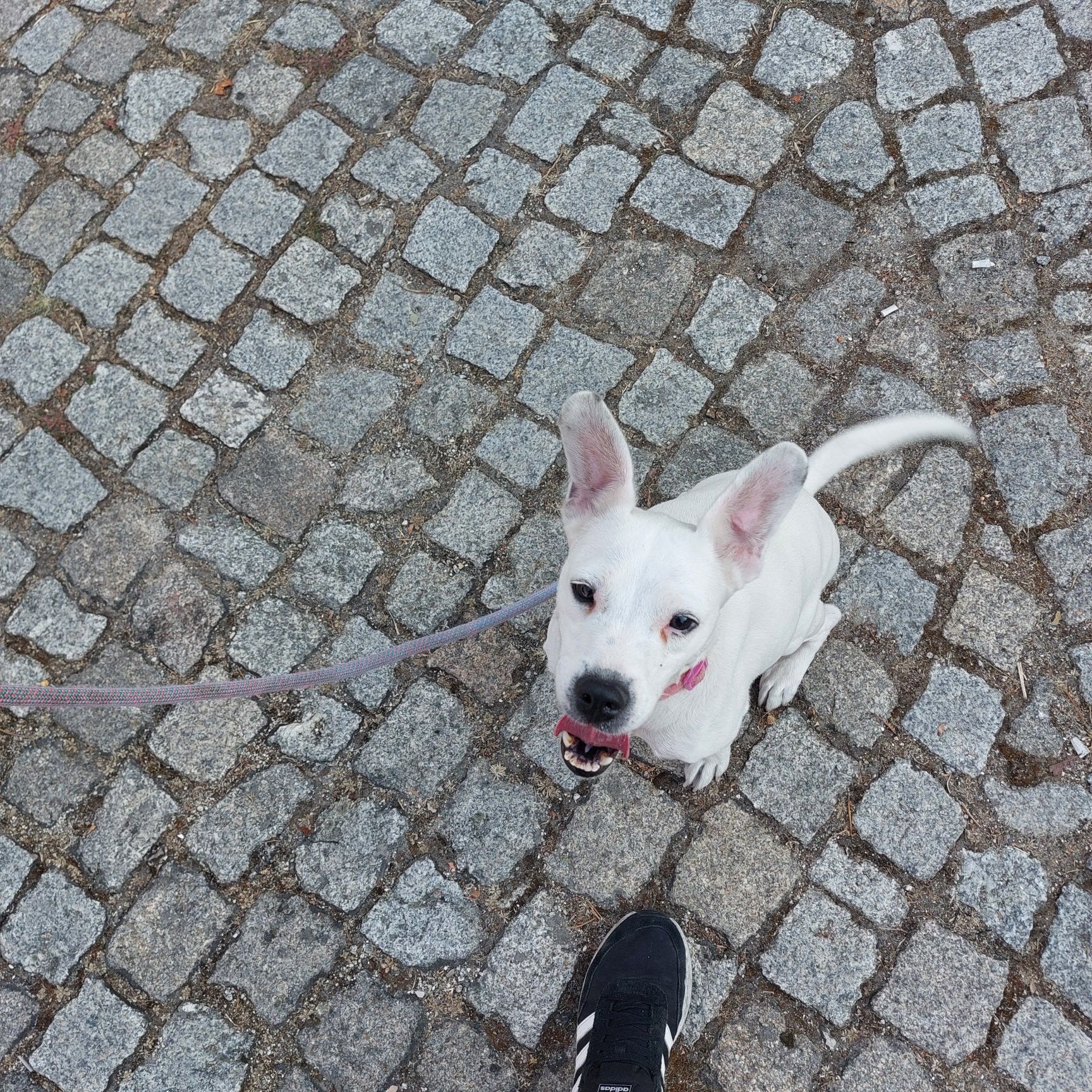 Cadela para adoção