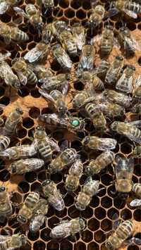 Чистопородні бджоломатки української степової породи