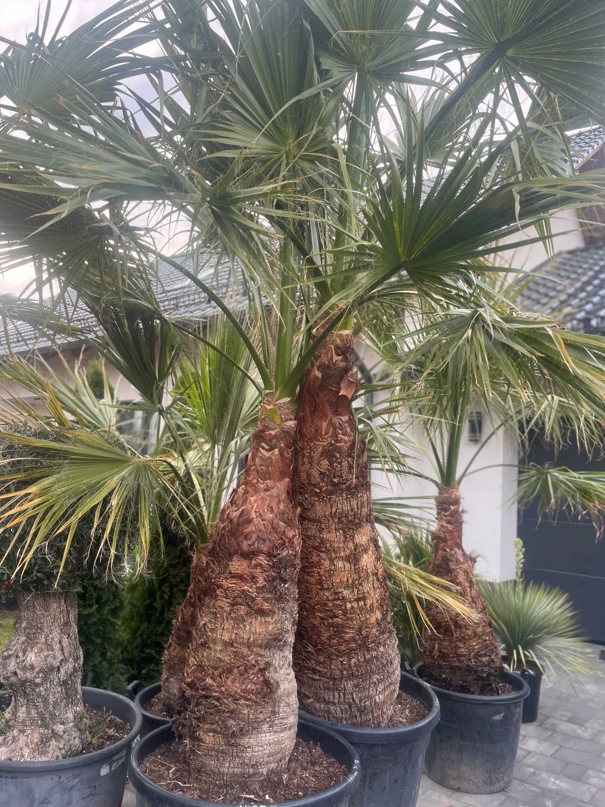 Palma Waszyngtonia Nitkowana (Washingtonia Filifera)