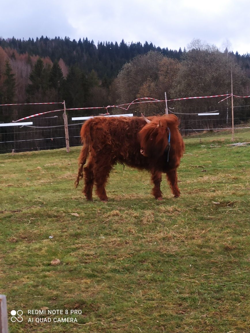Krowa-bydlo Highland