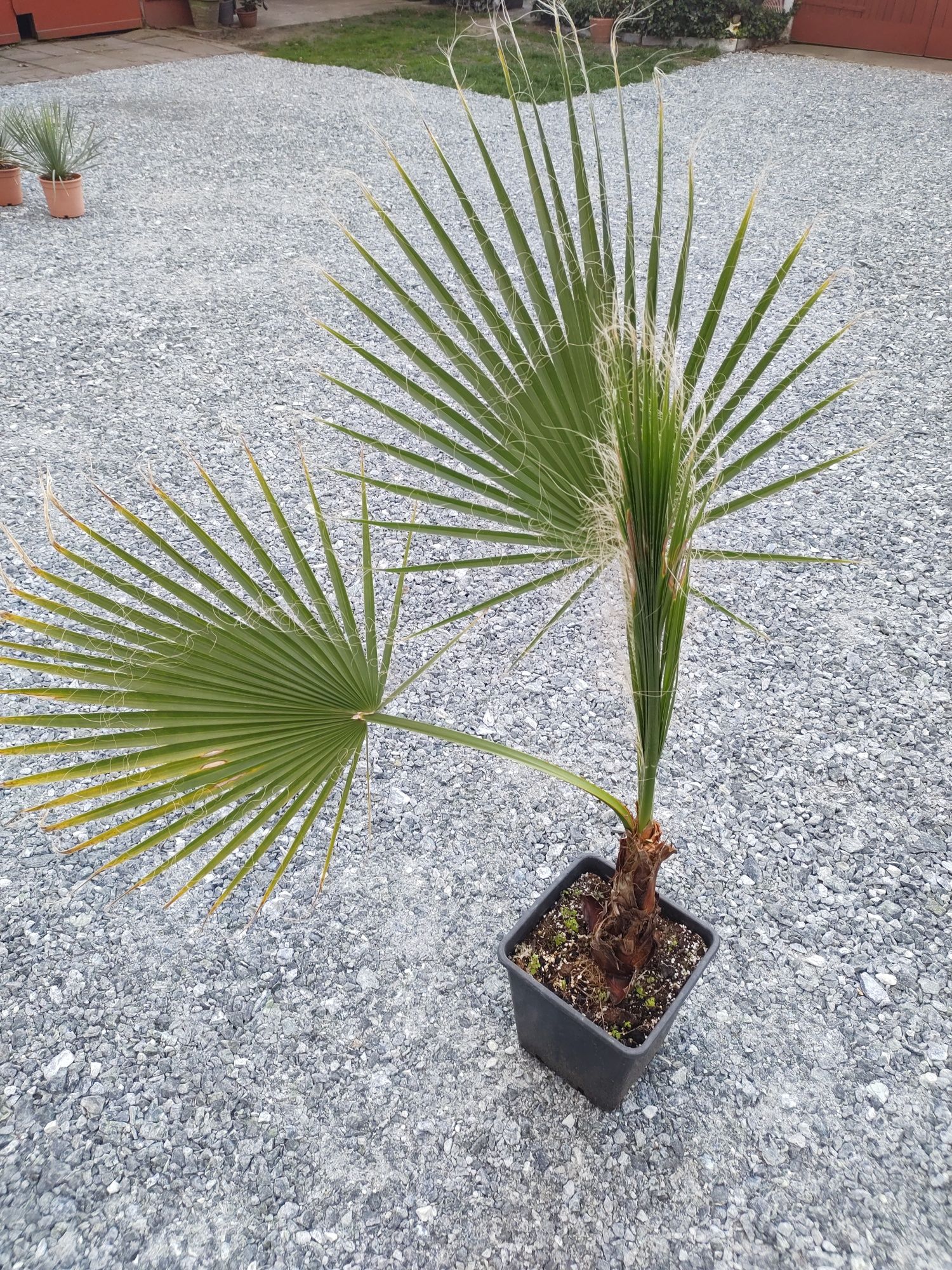 Palma Washingtonia Filifera (nitkowata) 120 - 140 cm