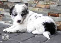 Blue Merle piesek Border Collie - badania rodziców