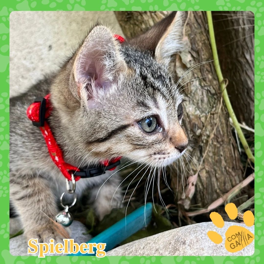 Gatinhos bebés adoção
