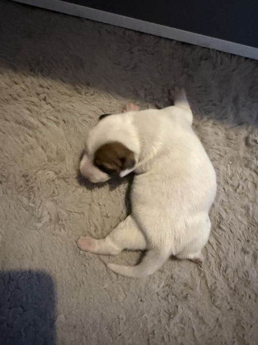 Suczka szczeniak Jack Russell Terrier