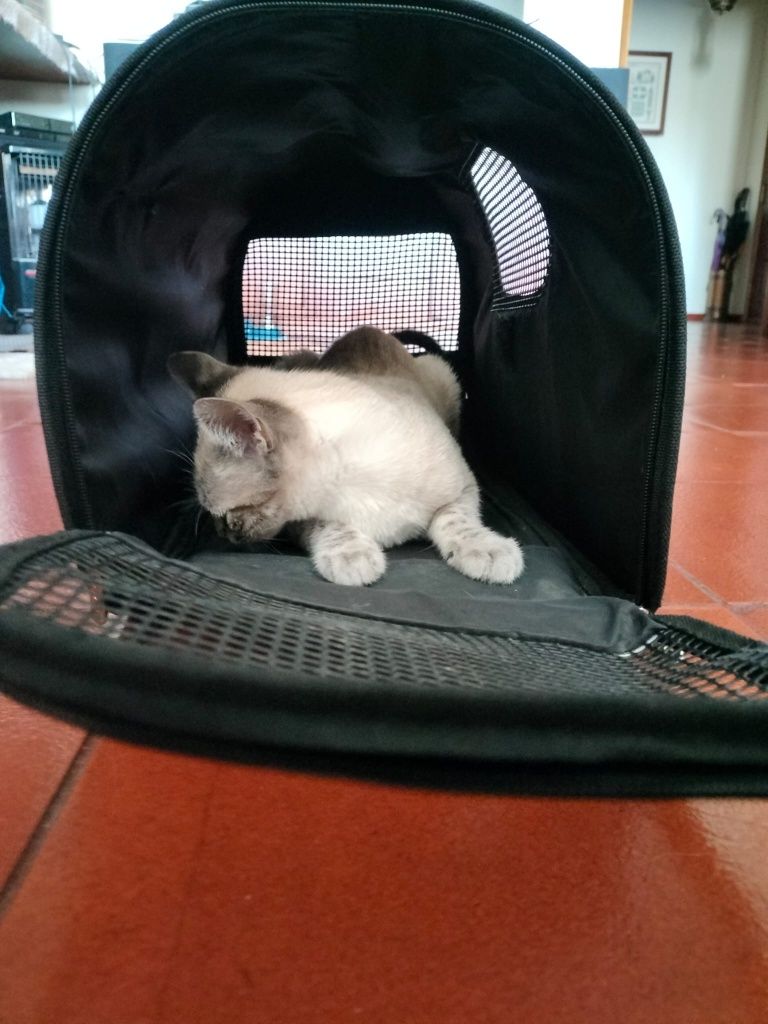 Transportadora para gatos