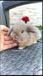 Mini lop króliki karzełek miniaturka baranek hodowla