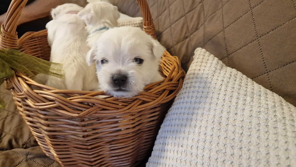 suczka West Highland White Terrier FCI z metryką ZKwP - po Championie