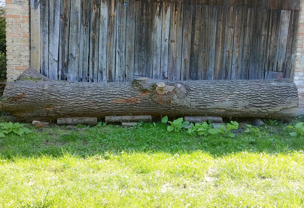 Deski Dębowe Brzozowe Lipowe - Kloc Dębowy Monolit Dąb