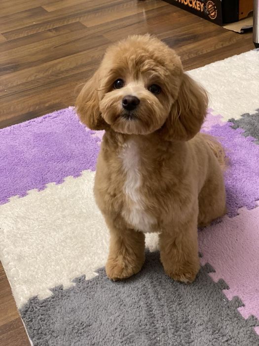 Карамельні мальтипу