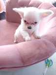 Chihuahua sunia biala