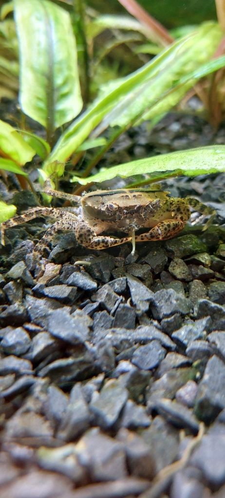 Krab Mekhong młode