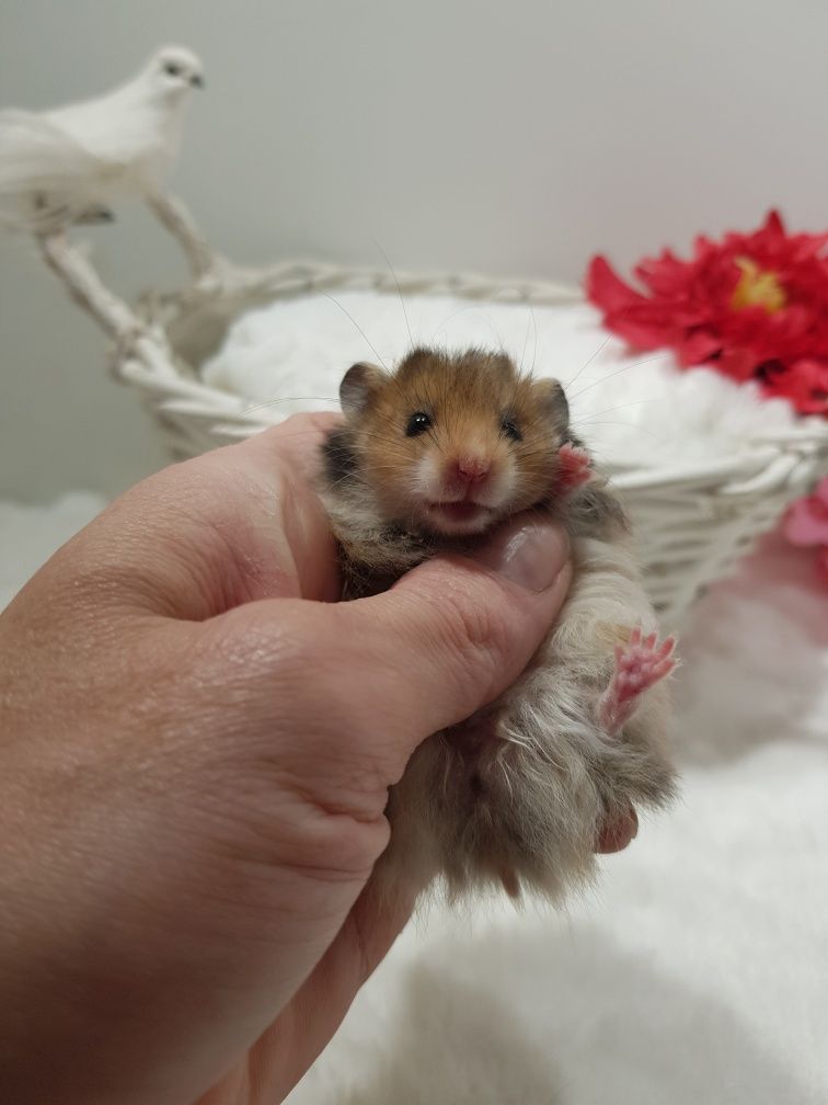 Chomik syryjski (Mesocricetus auratus) maluszki