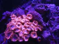 Zoa Utter Chaos koralowce morskie