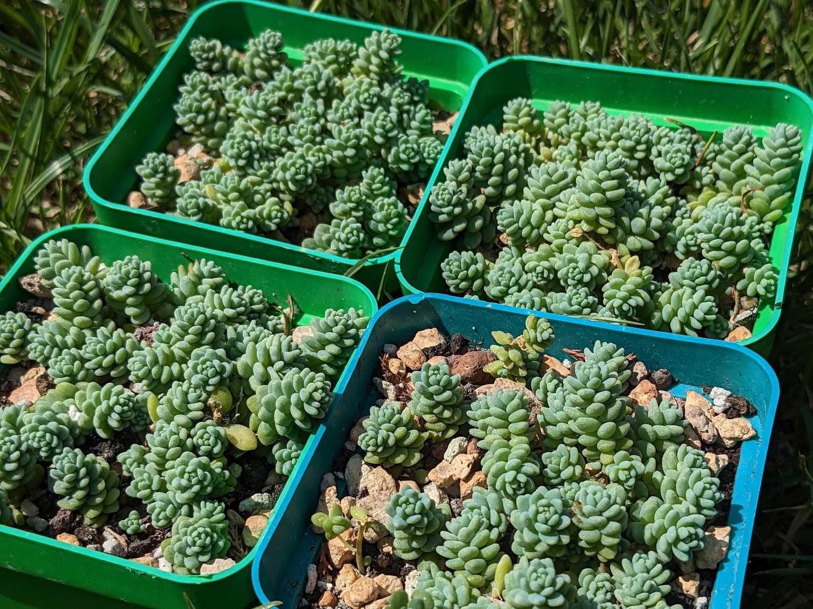 Sedum Dasyphyllum Major, Очиток