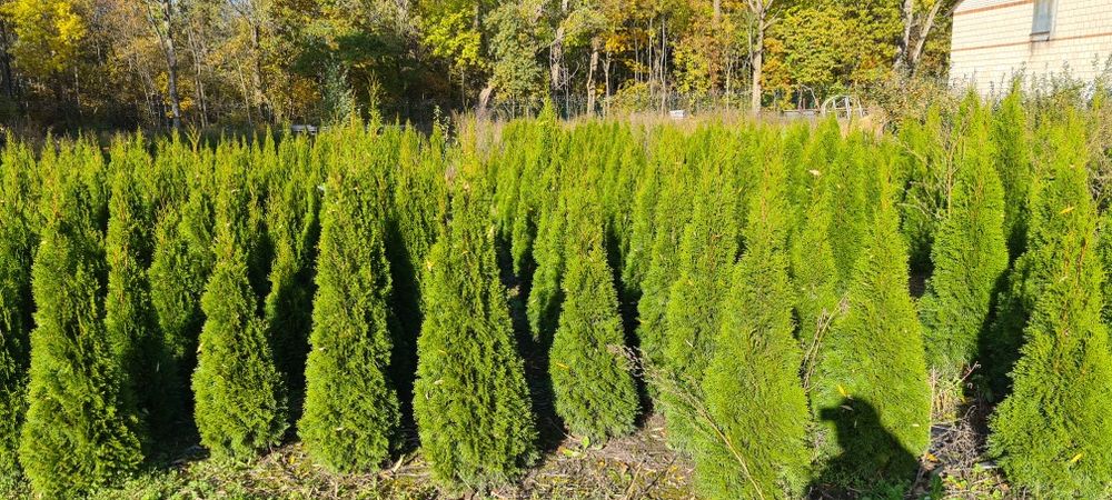 Tuja szmaragd 120-190cm