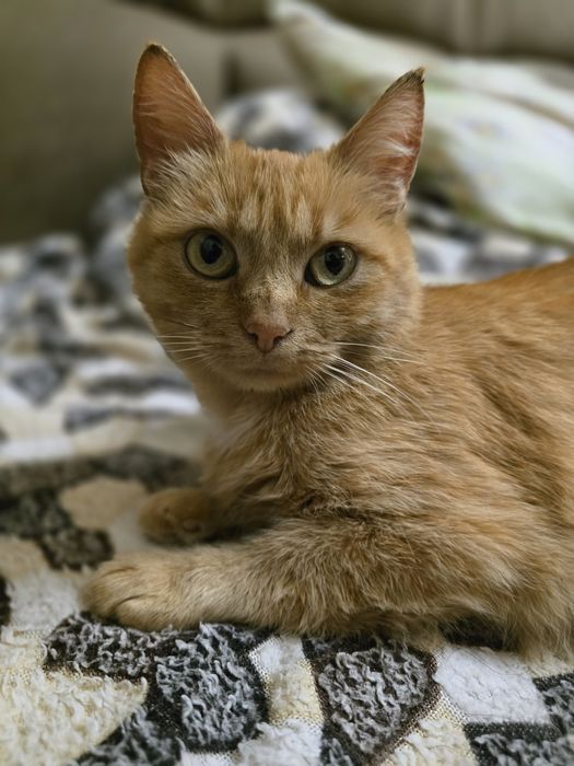 Киця в добрі ручки!