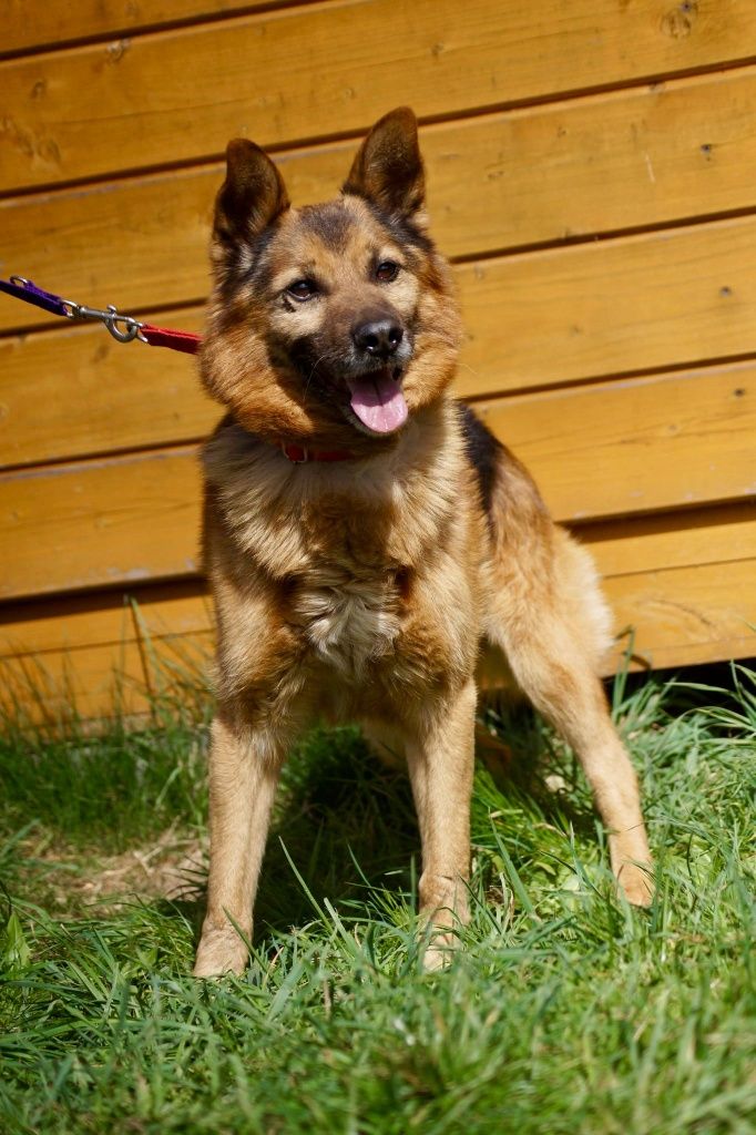 Adoptuj Majkiego- mini owczarka