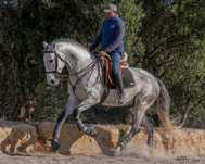Cavalo lusitano 4 anos