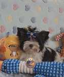 Piesek malutkich rozmiaròw Yorkshire Terrier Biro