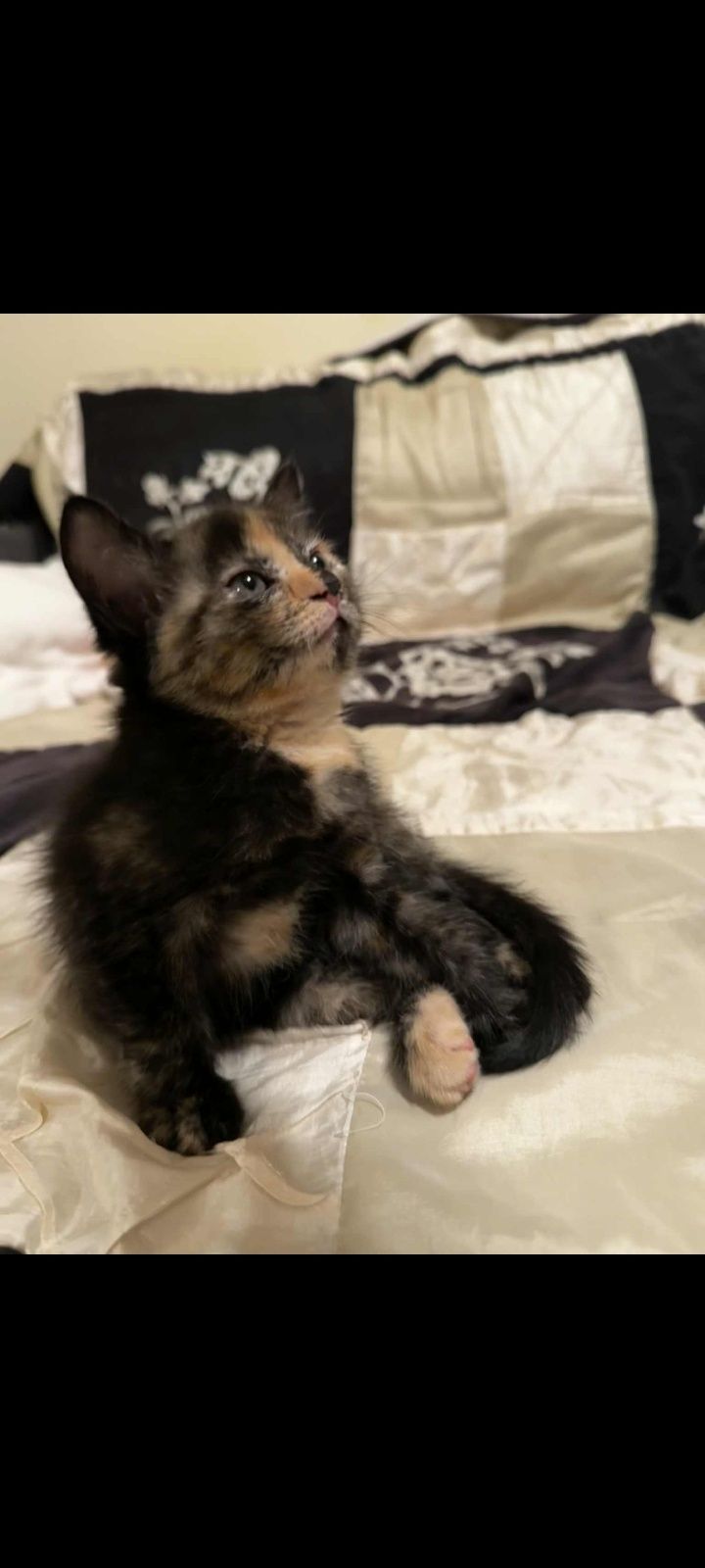 Kociaki do adopcji