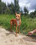 Tico- cachorro jovem para adoção