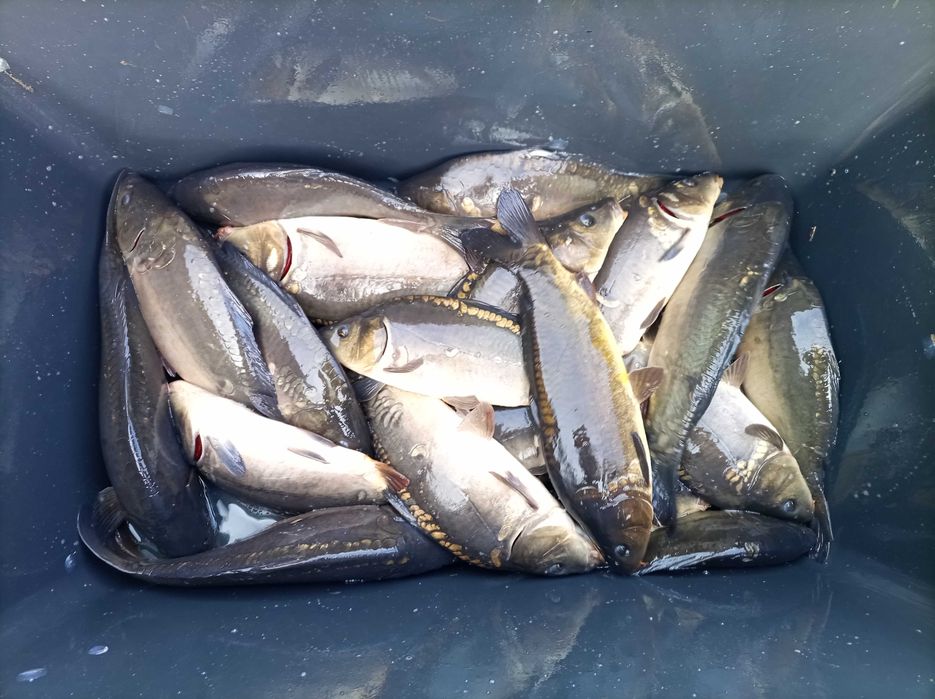 Karp kroczek 0,3-0,7 kg lin amur szczupak Jesiotr sum wegorz