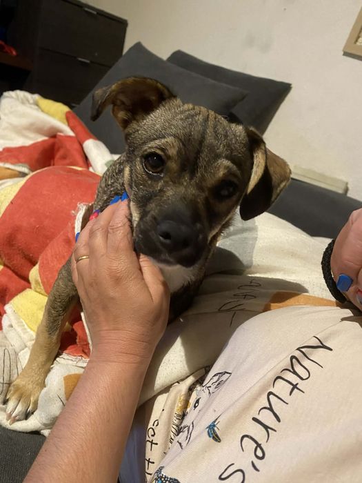 Cadelinha de Pequeno Porte Adoção