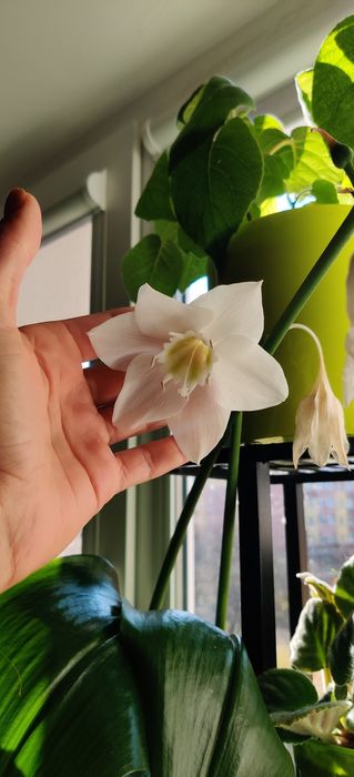 Продам вазон Еухаріс