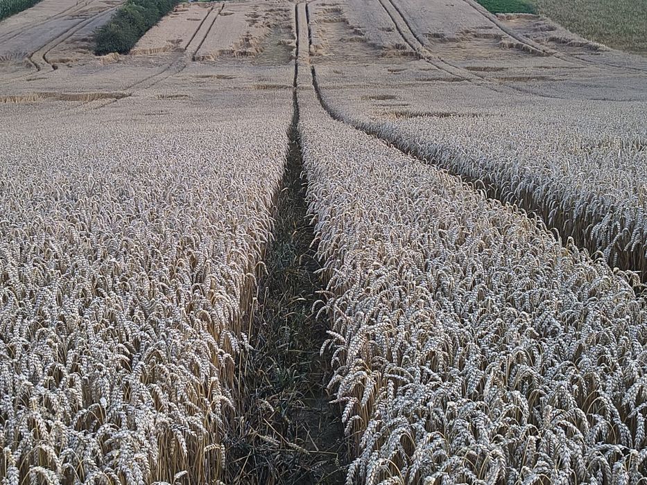 Owies, pszenica,rzepak- czyste,suche 2025 Transport, karma dla kór,kró