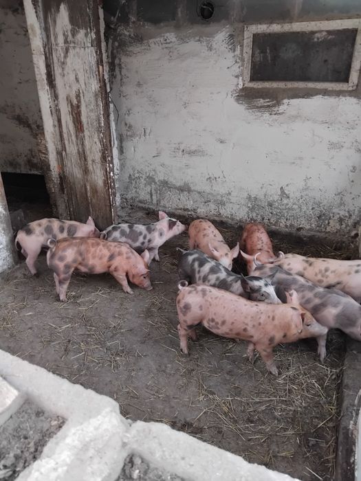 Продам домашніх поросят
