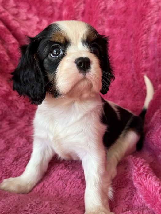 Tricolor sunia - Cavalier  King Charles Spaniel