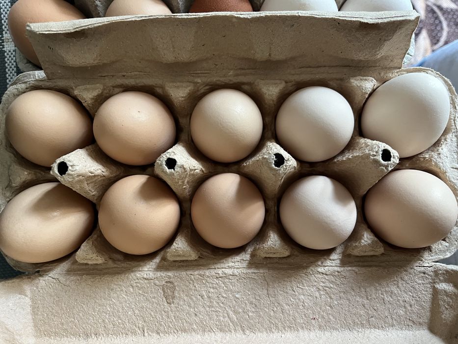 Jajka wiejskie od kur z wolnego wybiegu
