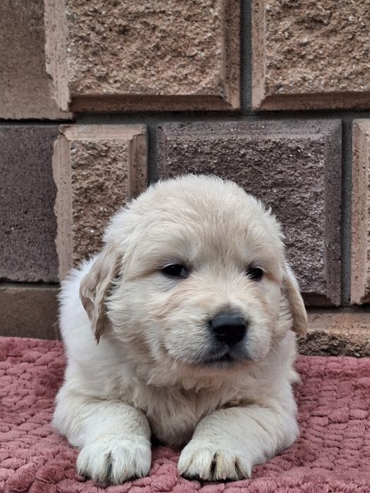 Золотинка-хлопчик від Чемпіонів