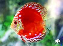 Discus Red Panda Pigeon 6-7cm - Grade A
