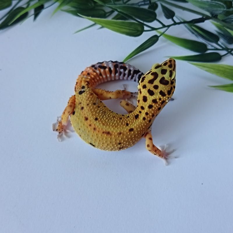 Gekon Lamparci Bold Stripe Tangerine nr ref. EM259